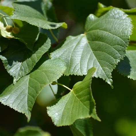 Tilleul Grandes Feuilles Louisa Life Tilia Platyphyllos Tige