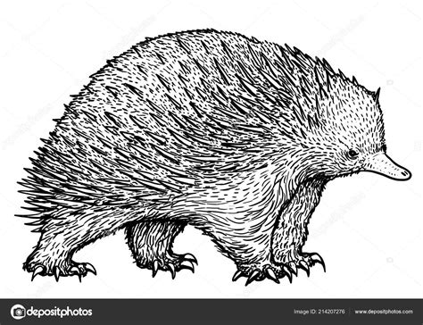 Echidna outline drawing | Echidna Illustration Drawing Engraving Ink ...