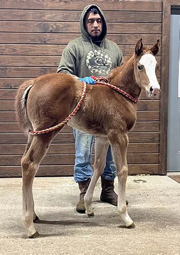 2024 AQHA Filly 01 09 24 By 2x Champion EC JET ONE Blazinfire