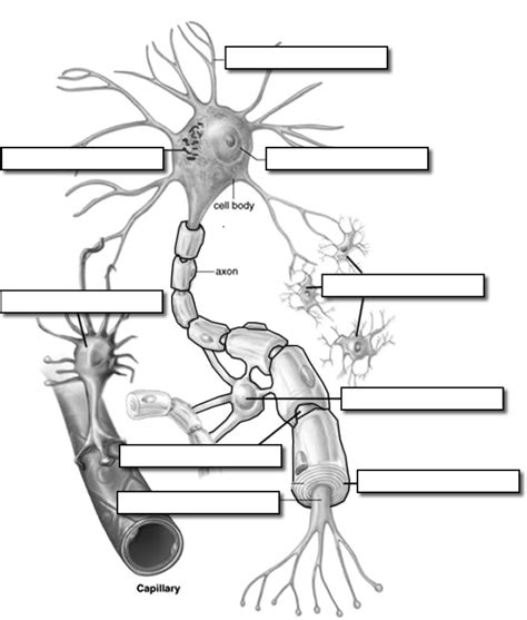 Neuron Cell Diagram With Labels