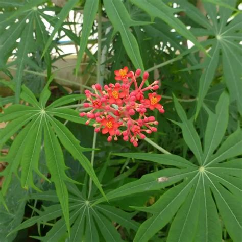 Coral Plant Jatropha Multifida