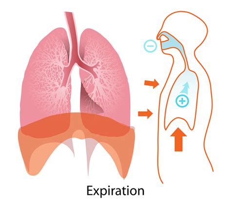 Organ Pernapasan Manusia: Hidung, Tenggorokan, dan Paru-Paru | kumparan.com