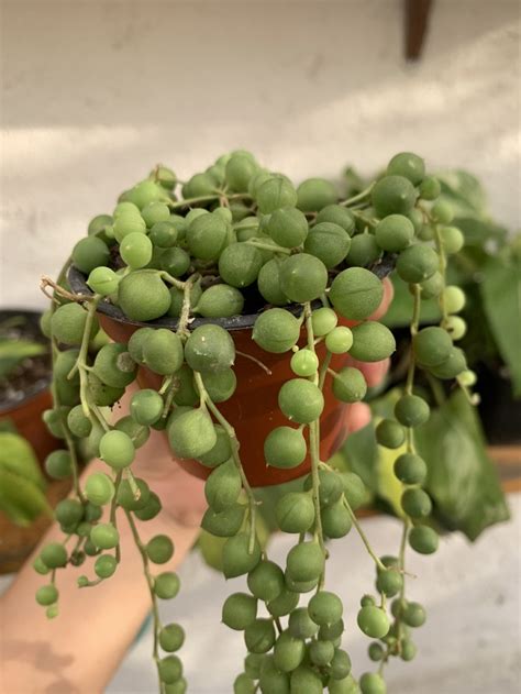 Rosario Senecio Rowleyanus Planta Colgante Interior