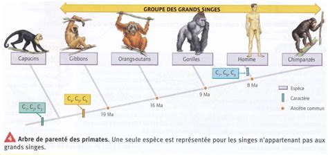 Svt Eme Chap L Volution Des Esp Ces Au Cours Du Temps Science Foi