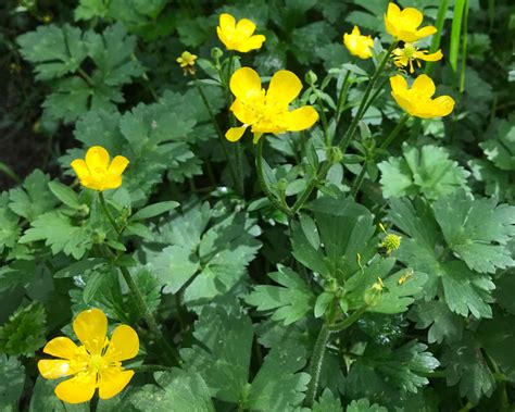 Creeping Buttercup (Ranunculus repens) - Tualatin Soil and Water ...