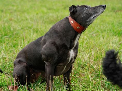 whippet   genetic mutation called bully whippet syndrome