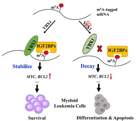 New Study From Prof Haojian Zhang S Laboratory Reveals An Important