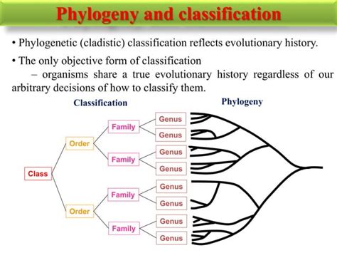 Molecular Phylogenetics Ppt