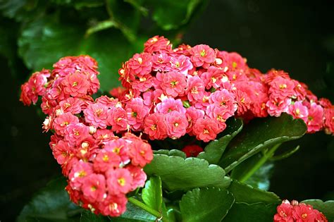 Kalanchoe Blossfeldiana Flowers