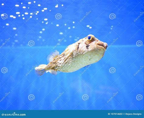 Burbujas Que Soplan Del Blowfish Del Veneno Debajo Del Agua Foto De