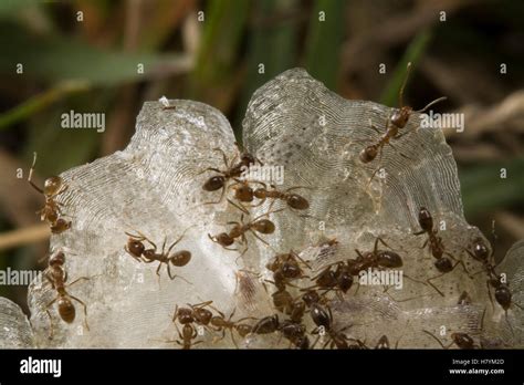 Argentine Ant Linepithema Humile Group Feeding On Dead Fish On The