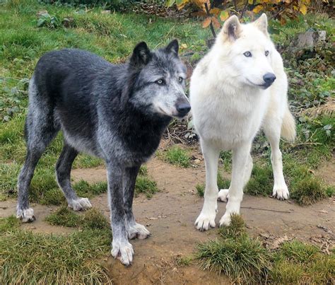 Abes Animals Vancouver Island Wolf Pictures