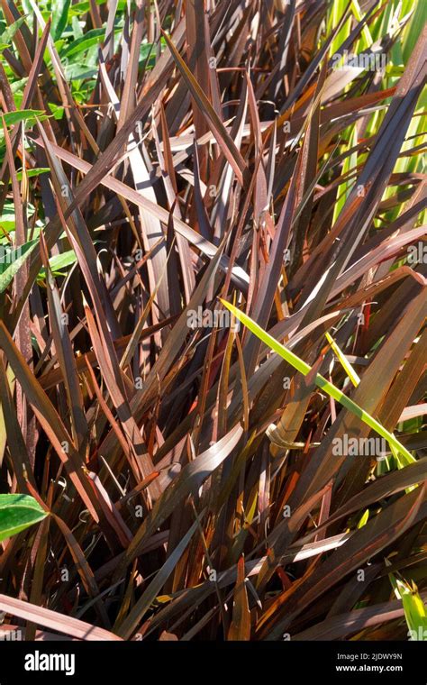 New Zealand Flax Phormium Tenax Amazing Red Stock Photo Alamy