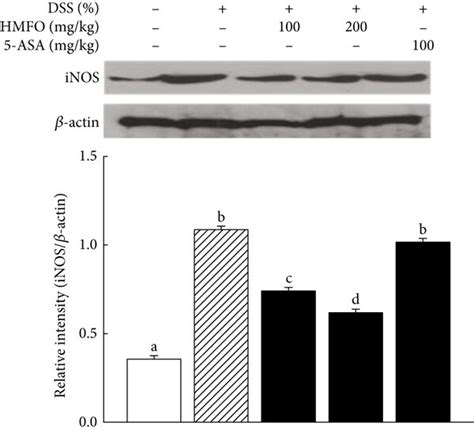 Effects Of Hmfo On Inos Cox Nf B And P I B Protein Expression In