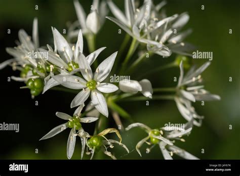 Close Up Of The White Flowers Of The Wild Garlic Called Ramsons