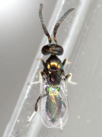 Parasitoid Of Automeris Egg Anastatus Bugguide Net