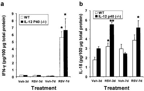 IFN And IL 18 Levels In The Lungs Of WT And IL12p40 Mice After RSV