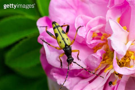 Closeup On A Spotted Longhorn Beetle Leptura Maculata On The Pink