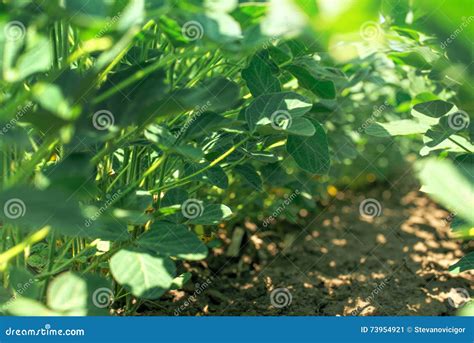 Soybean Crop Plant Leaves Closeup In The Agricultural Farm In Central