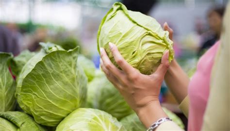 How To Use Cabbage Leaves To Treat Mastitis