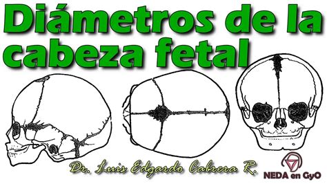 Di Metros De La Cabeza Fetal Trabajo De Parto Explicaci N Sencilla