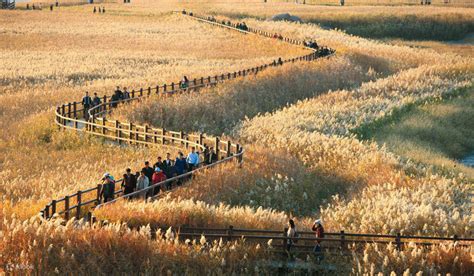 Suncheon Bay National Garden & Suncheon Open Film Set Day Trip from ...