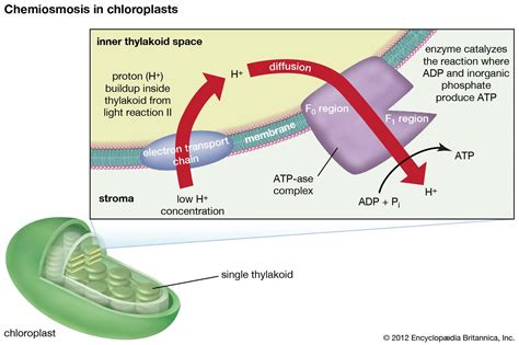 Chloroplast Definition Function Structure Location Diagram