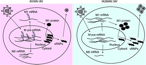 Hypothetical Model For The Role Of M Segment Splicing For Iav Host