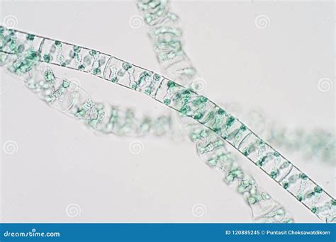 Spirogyra Is Genus Of Filamentous Charophyte Green Algae Stock Image