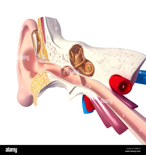 Human ear anatomy Stock Photo - Alamy