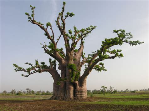 Le baobab arbre sacré d Afrique