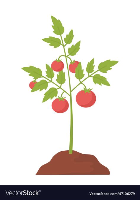 Tomato plant concept Royalty Free Vector Image