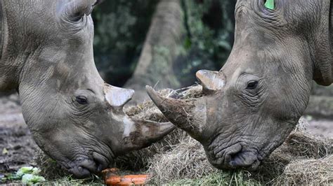 Botswana sees a huge spike in rhino poaching : NPR