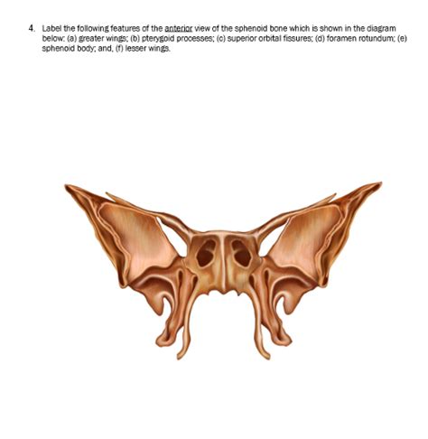 Anterior View Of The Sphenoid Bone Diagram Quizlet