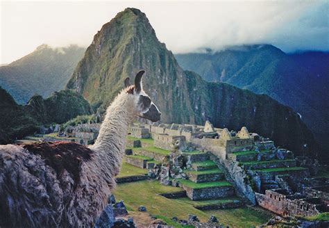 Alpaca Machu Picchu Peru May 1994 On My First Of Two V Flickr