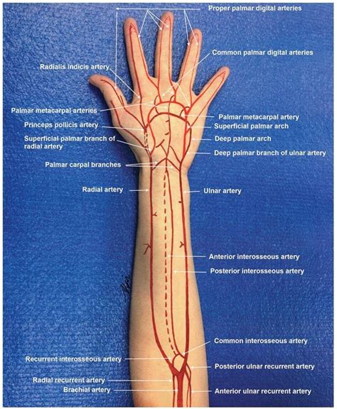 Evidence-based Comprehensive Approach to Forearm Arterial Laceration - The Western Journal of ...