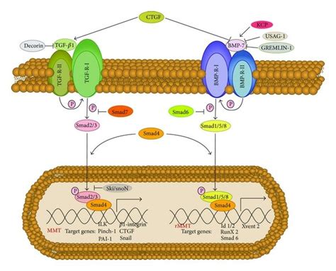 Smad Dependent Signaling Pathways Of Tgf And Bmp The Binding Of