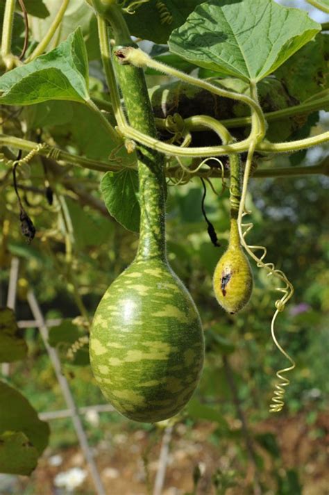 Gourd Seed Speckled Swan Lagenaria Siceraria Buy Online