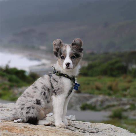 Border Aussie Puppies