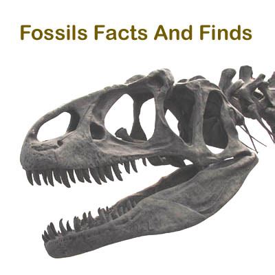 The Mesozoic Era: Facts on the climate, continents, plants and animals