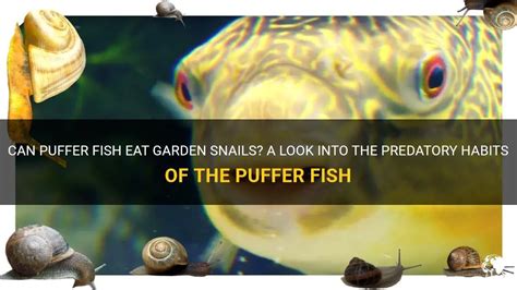 Can Puffer Fish Eat Garden Snails? A Look Into The Predatory Habits Of ...