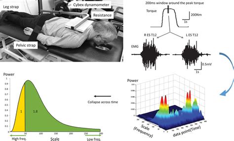 Experimental Set Up Top Left And Peak Torque And Electromyography Download Scientific Diagram