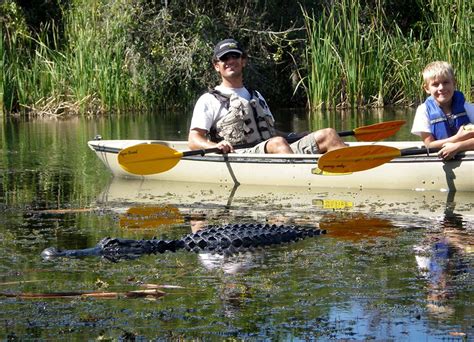 Mangrove Tunnel Kayak Eco Tour Kayak Everglades Florida