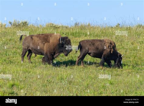 Bison Bison: Two bison mating in Yellowstone National Park Stock Photo - Alamy