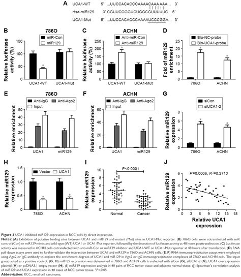 Uca1 Promotes Cell Proliferation And Invasion And Inhibits Apoptosis T