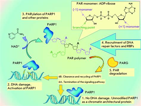 PARP1dependent DNA Damage Signaling Schematic Representation