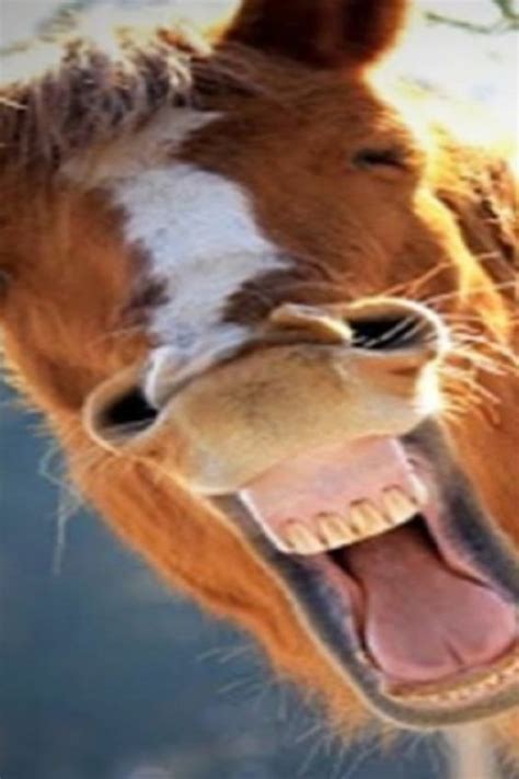 21 So Funny Animal Pictures Of Lol Horses Funny Horse Pictures Funny