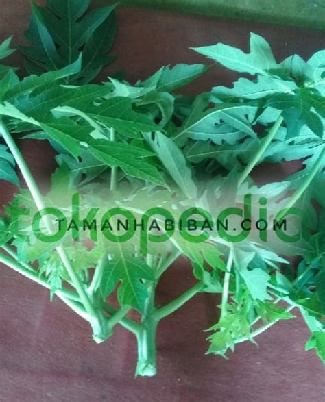 Jual Daun Pepaya Muda Pucuk Pepaya HERBAL Di Lapak Taniku Tanimu