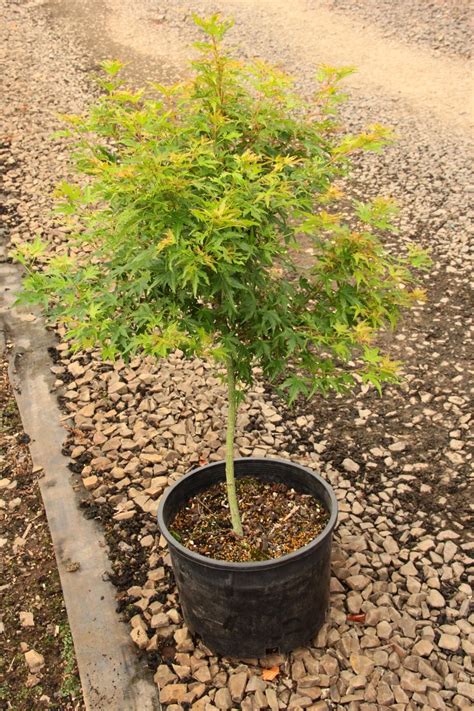 Maple Tree Sapling