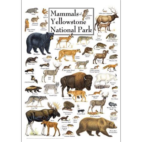 National Park Wildlife - Photos All Recommendation